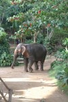 elephant roaming free 2