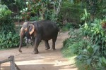 elephant roaming free at safari park