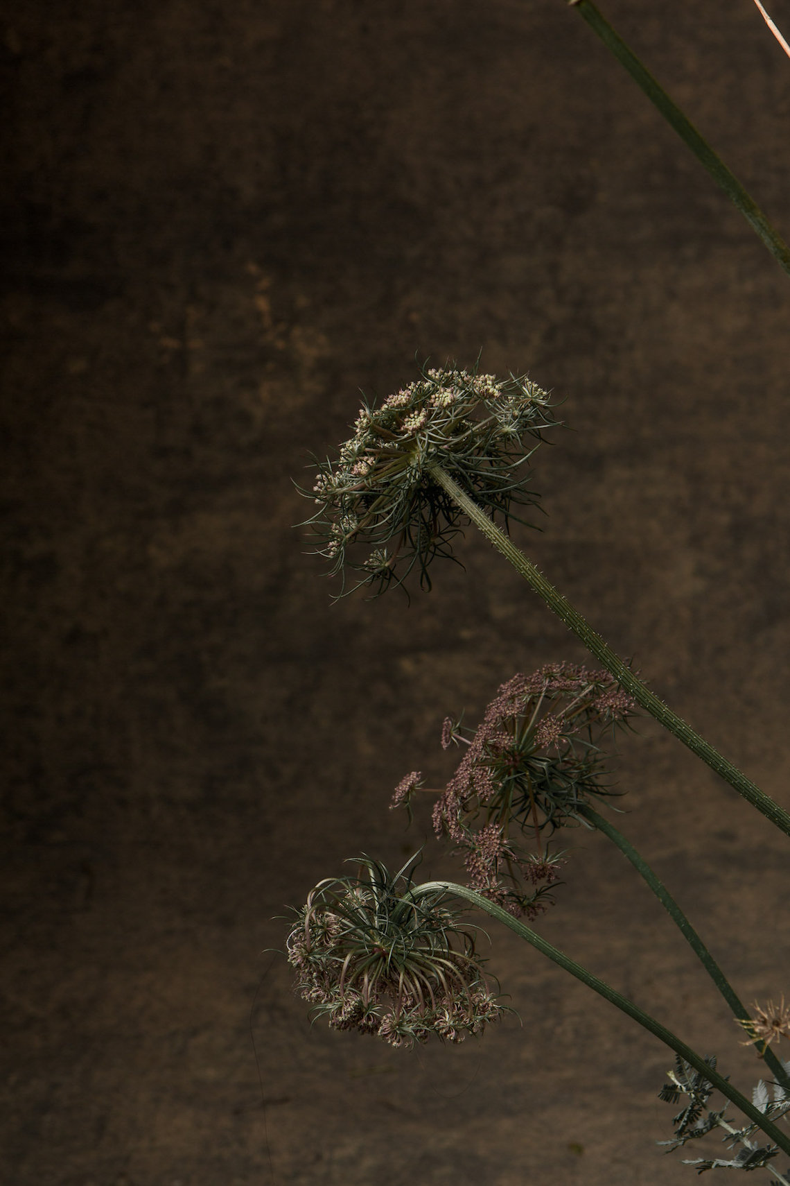 Dreamers & Lovers Wedding Dress Collection 38