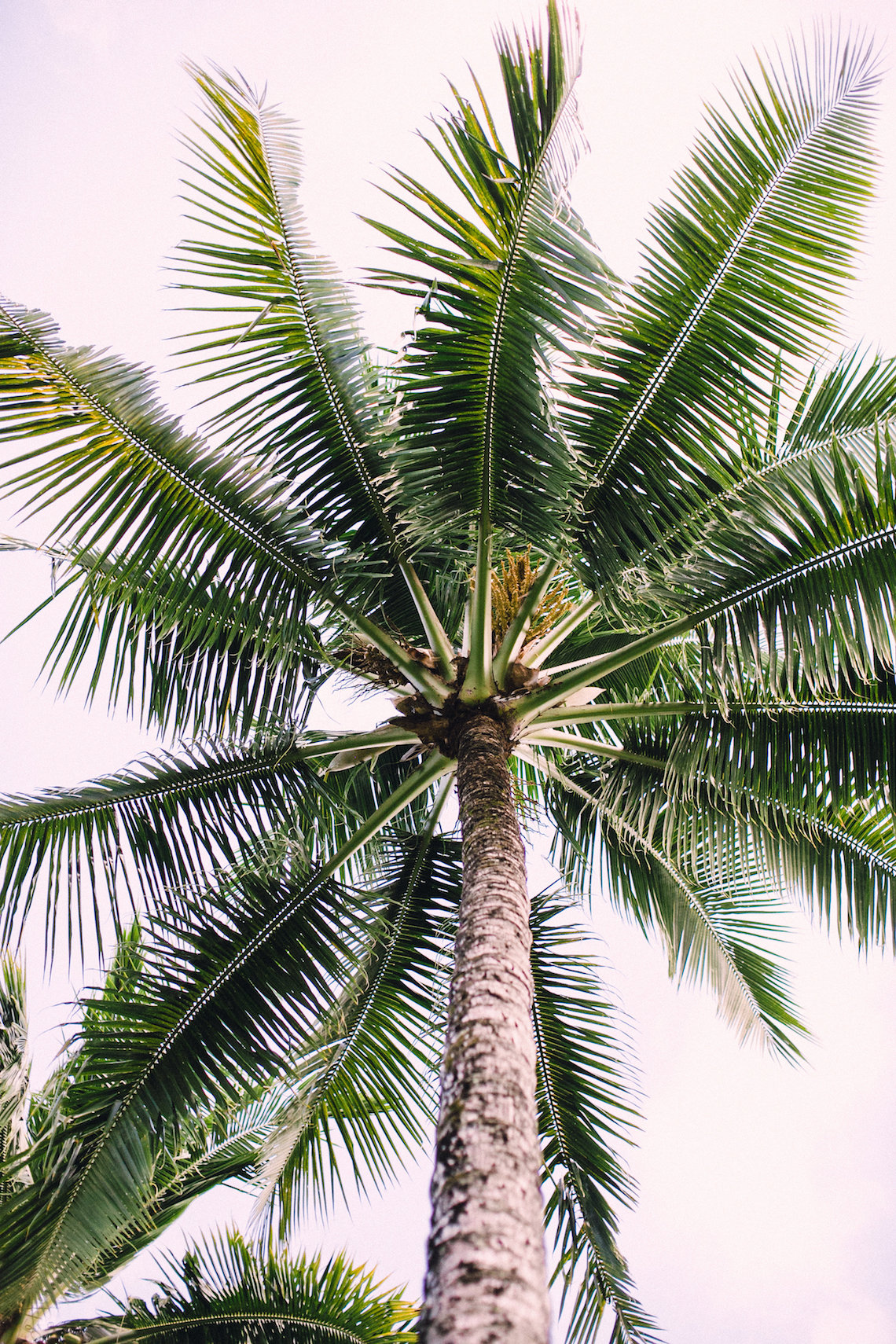 Tropical Hawaii Plantation Wedding | Naomi Wong Photography 24