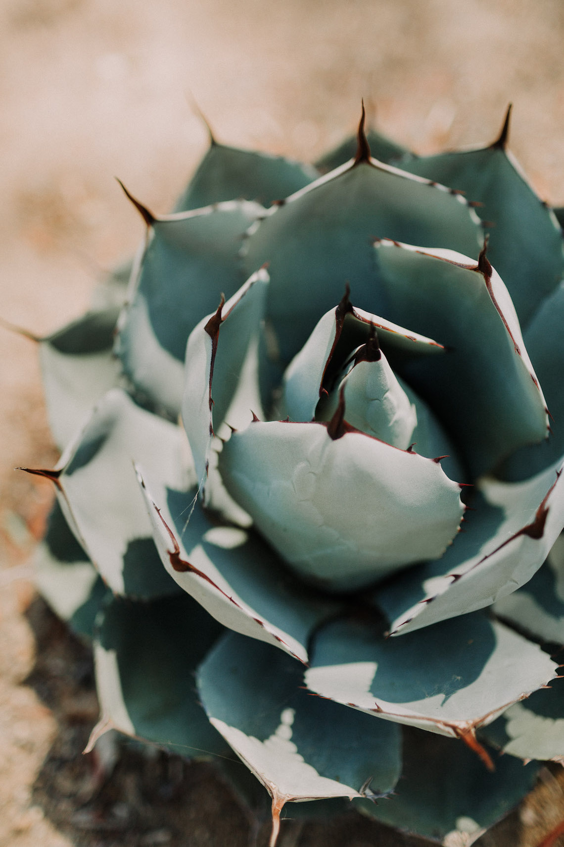 Colorful Boho Palm Springs Jewish Wedding – Lets Frolic Together 17