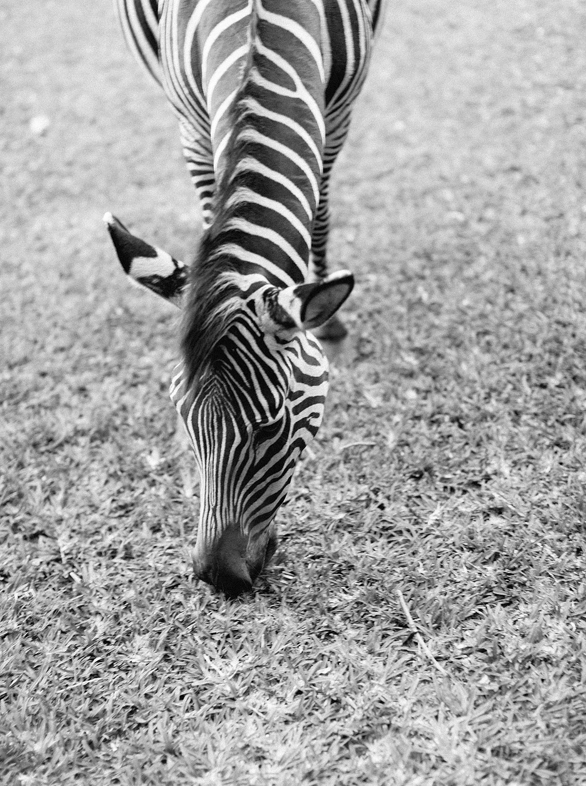 Romantic African Garden Wedding Inspiration – Kind Fisher Boma – Stepan Vrzala – Love From Mwai 29